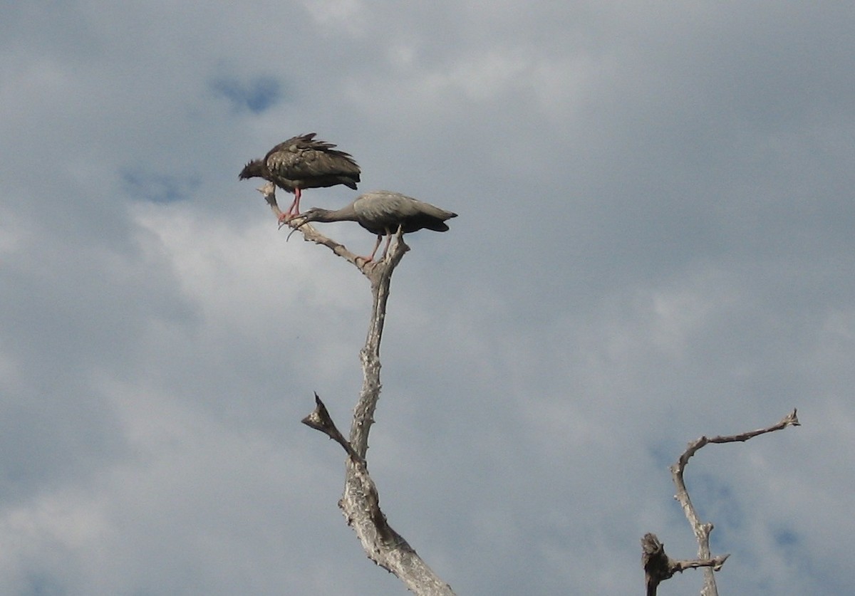 Plumbeous Ibis - ML622121920