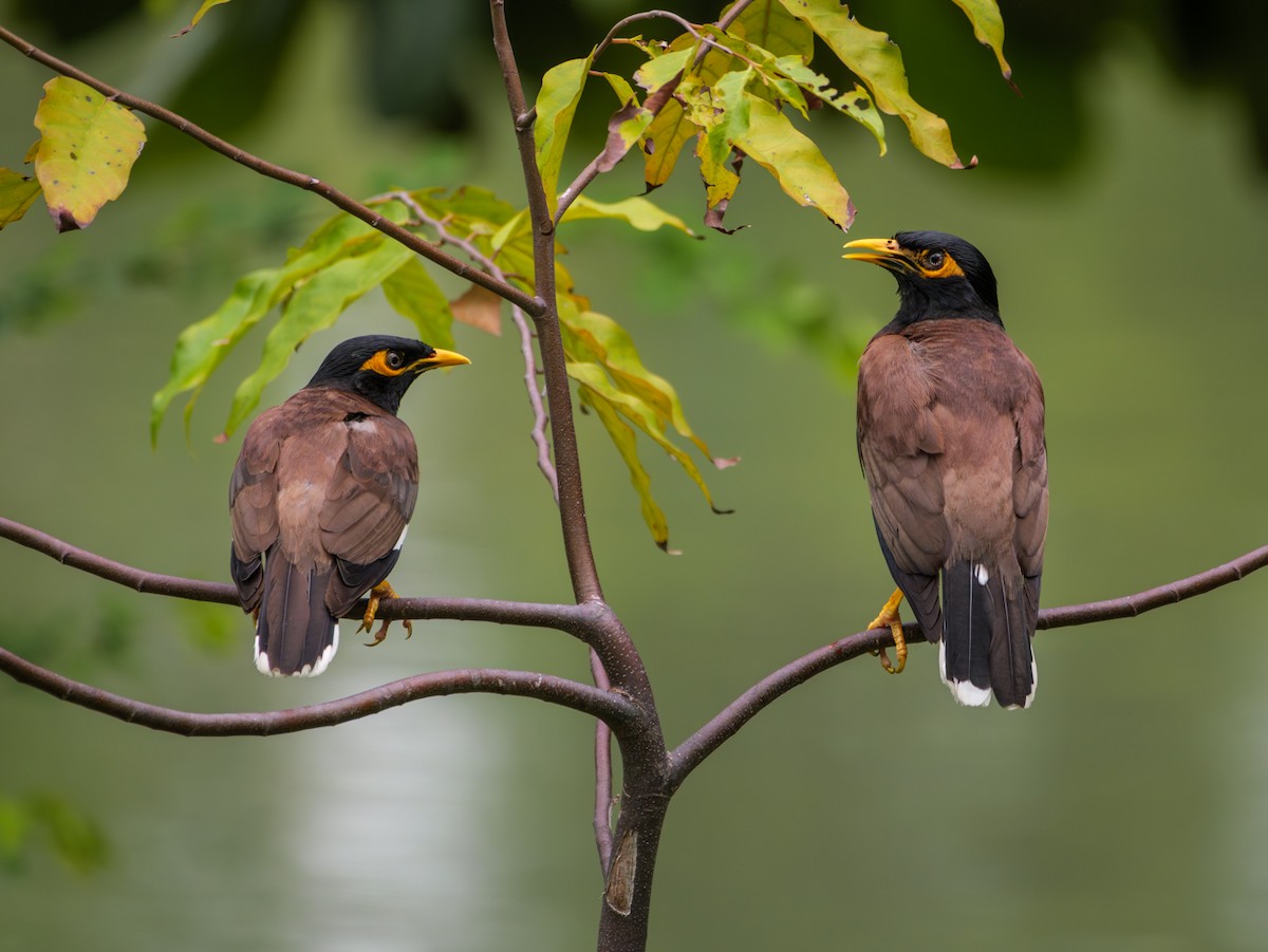 Common Myna - ML622121921