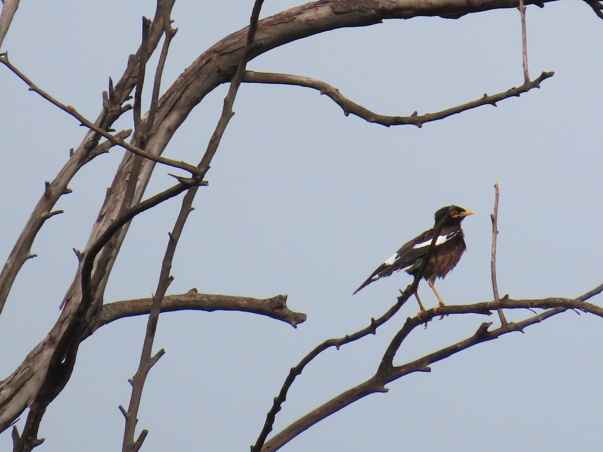 Common Myna - Shilpa Gadgil