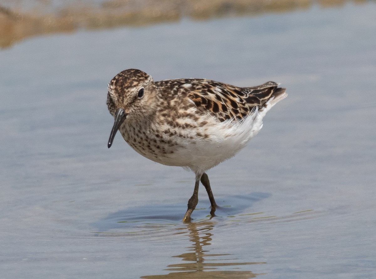 Least Sandpiper - Jack Bruce