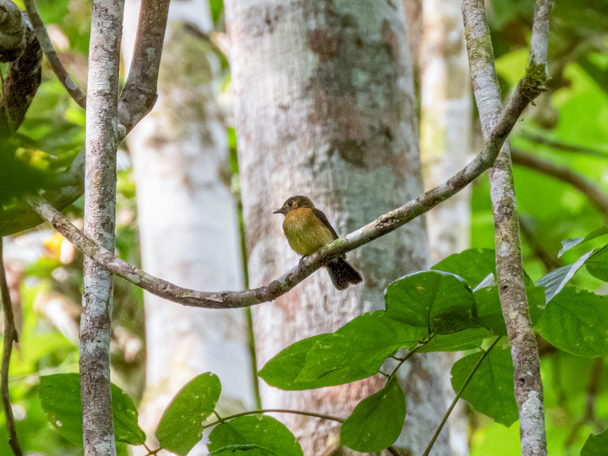 Sulphur-rumped Flycatcher - Jason Alexander