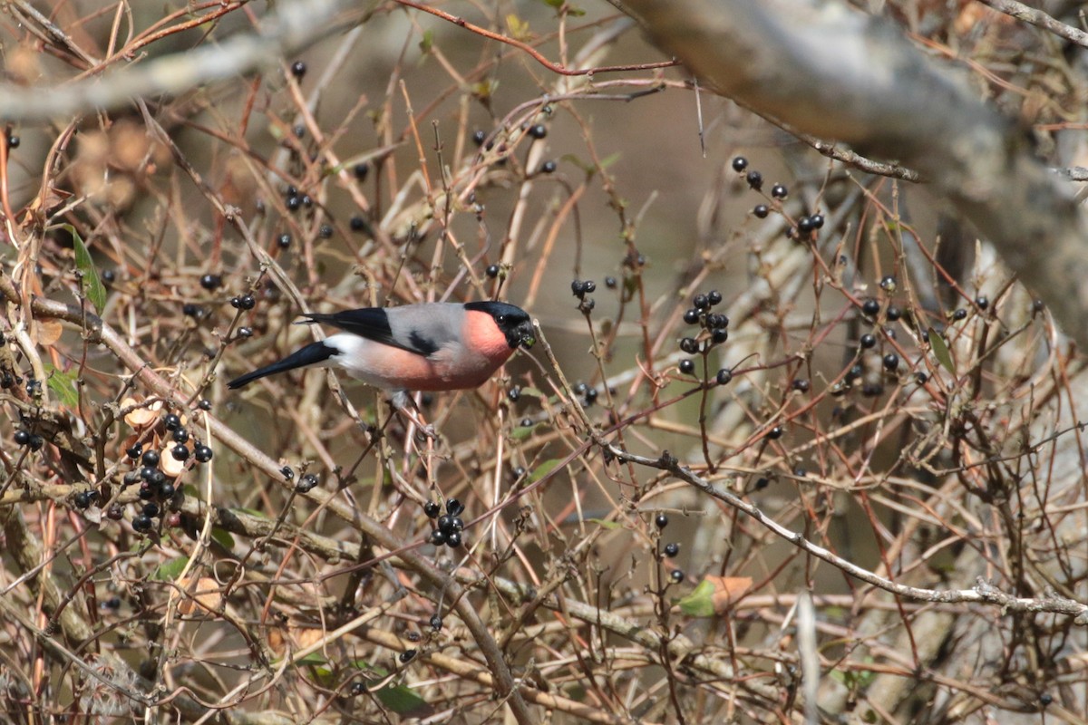 Eurasian Bullfinch - Atsushi Shimazaki