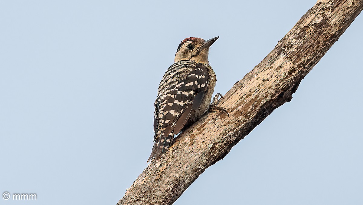 Freckle-breasted Woodpecker - Mario Martin