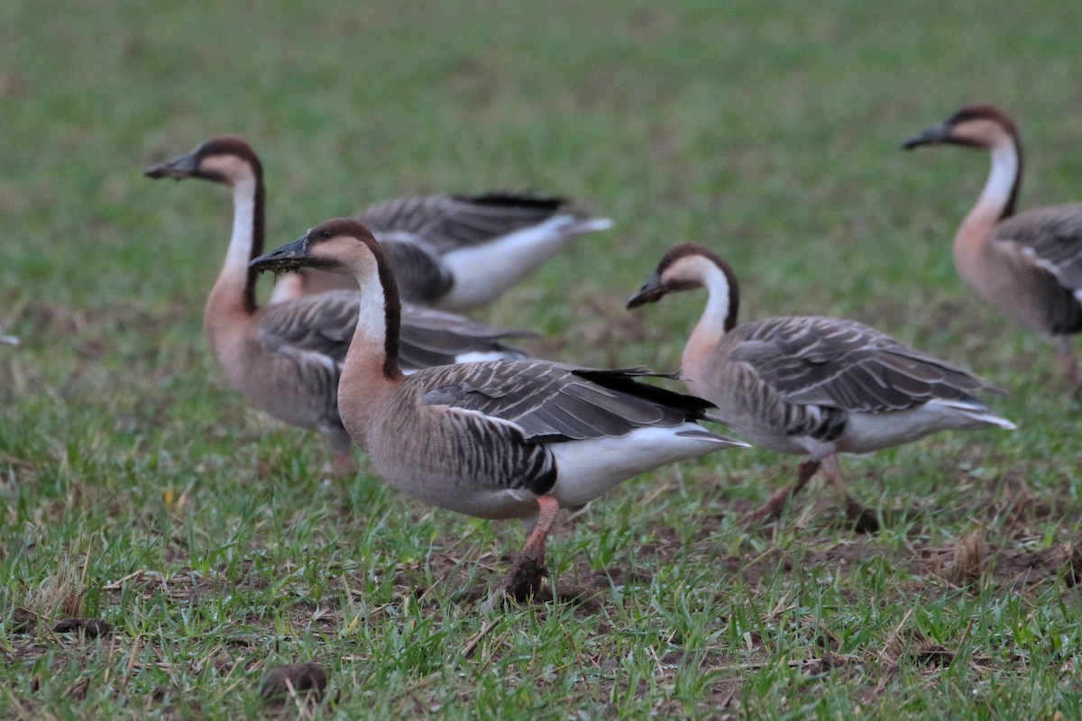 Swan Goose - Atsushi Shimazaki