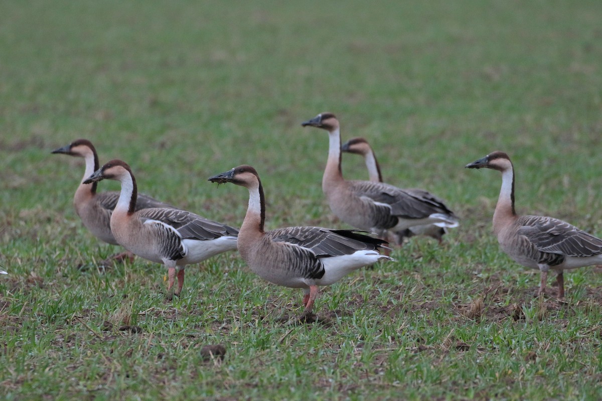 Swan Goose - Atsushi Shimazaki