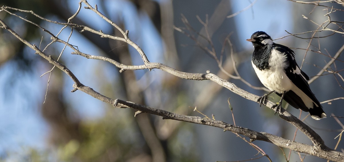 Magpie-lark - ML622121983