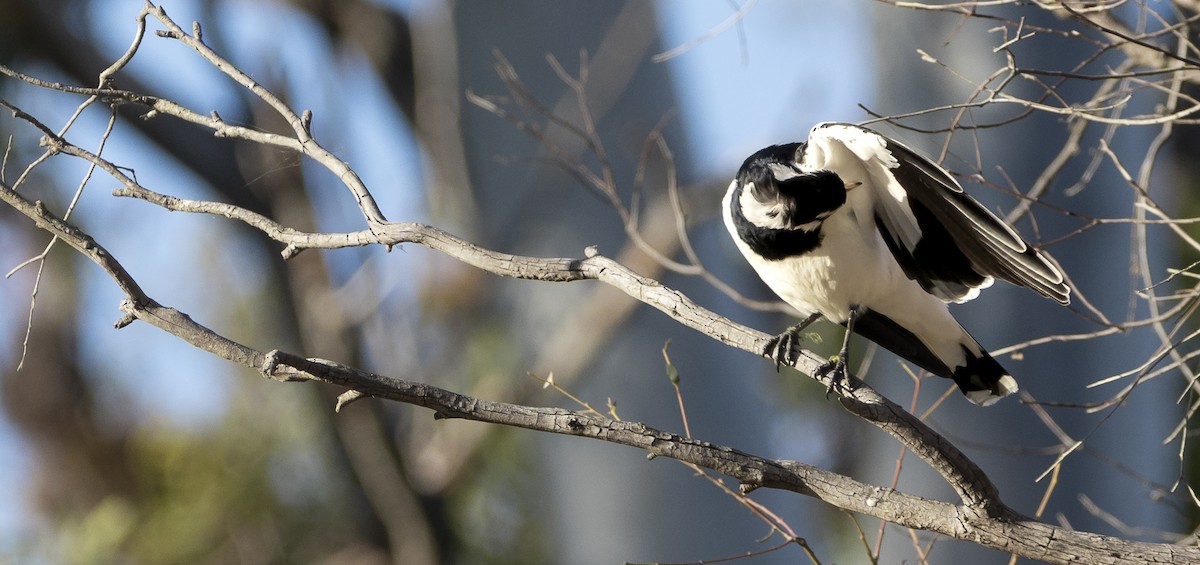 Magpie-lark - ML622121984