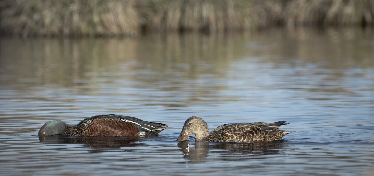 Australasian Shoveler - ML622121992