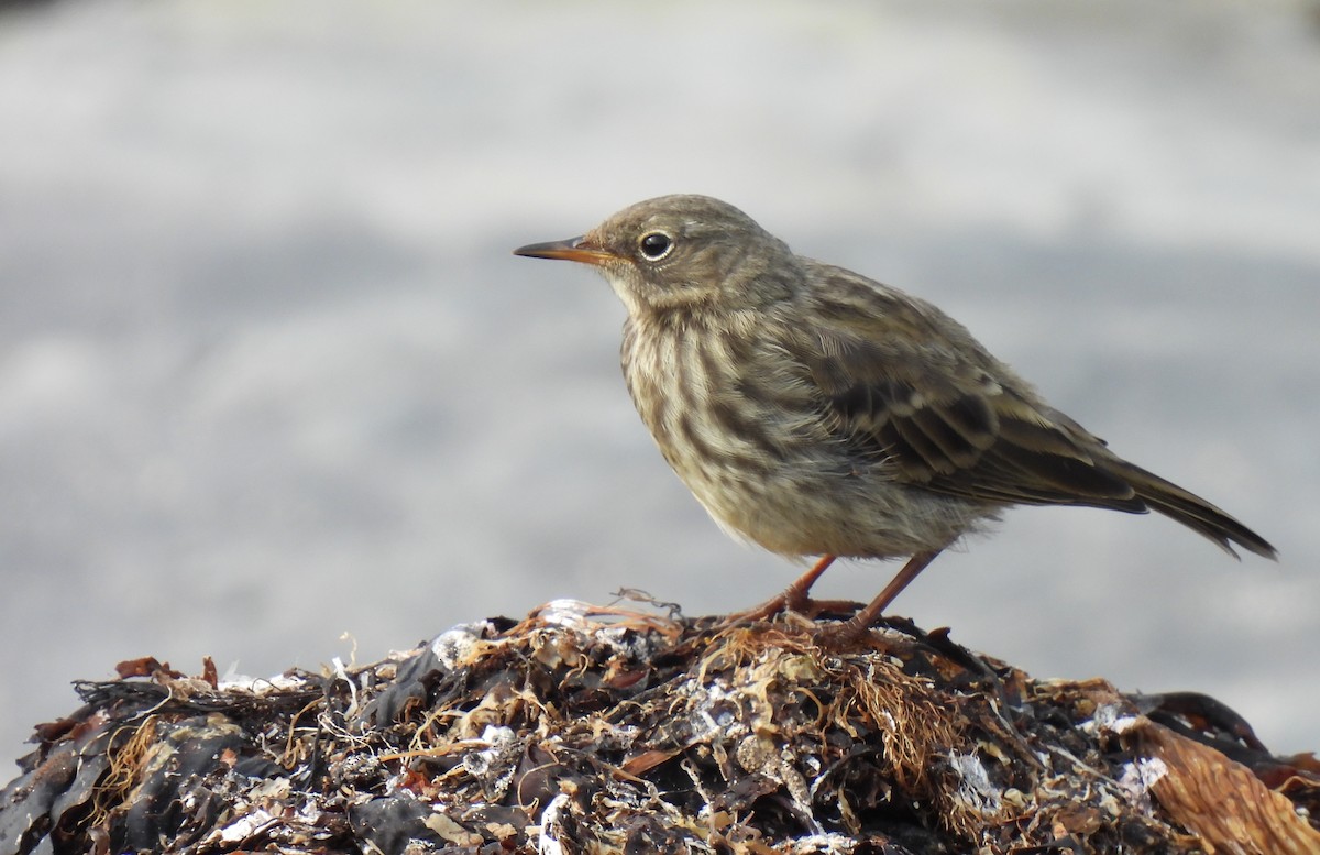 Rock Pipit - Charlie Cowan