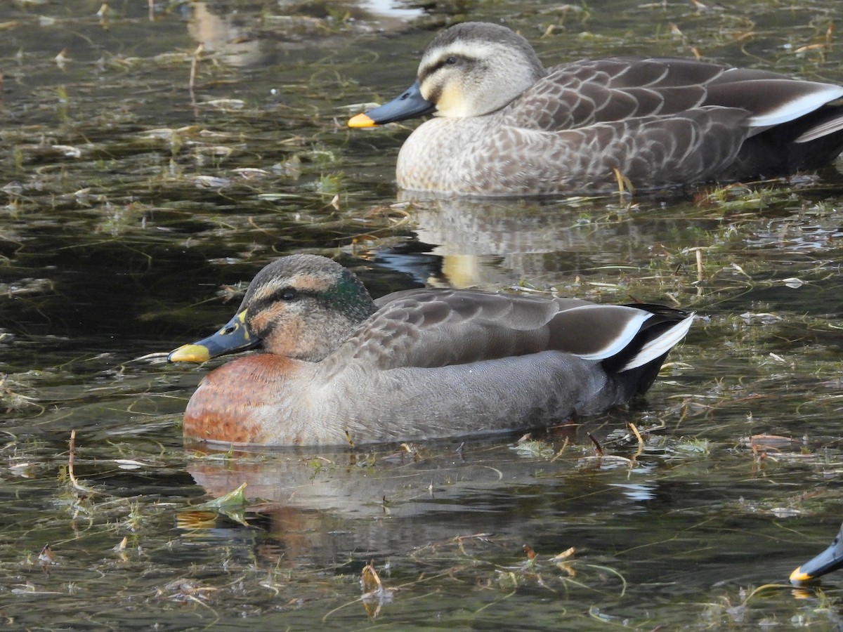 Mallard x Eastern Spot-billed Duck (hybrid) - ML622121994