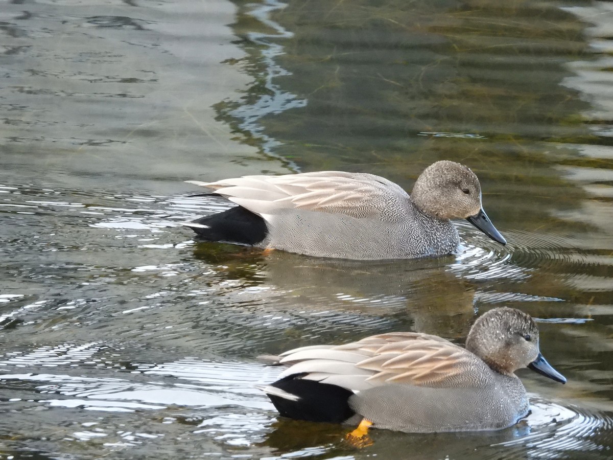 Gadwall - ML622121995