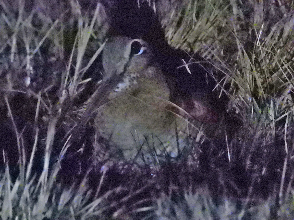 Eurasian Woodcock - ML622121996