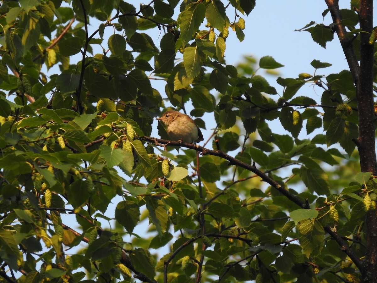 Sängervireo - ML622121998