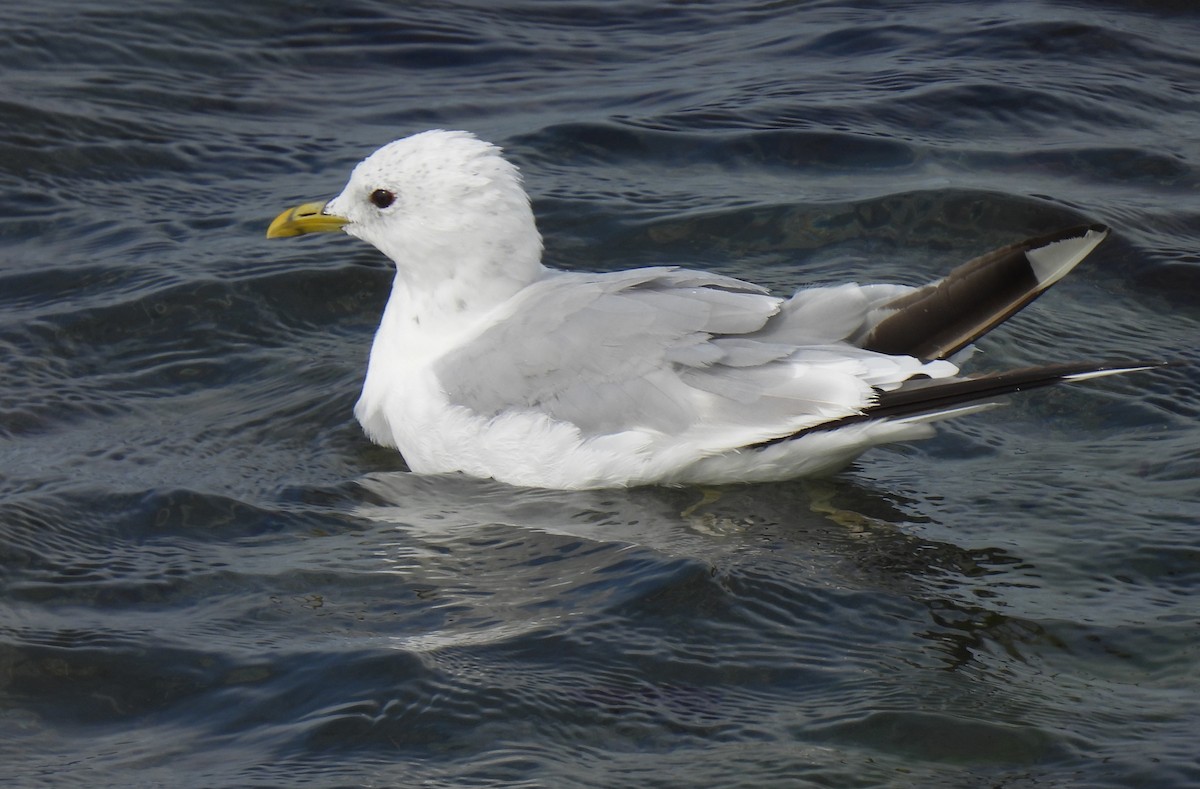 Common Gull - ML622121999