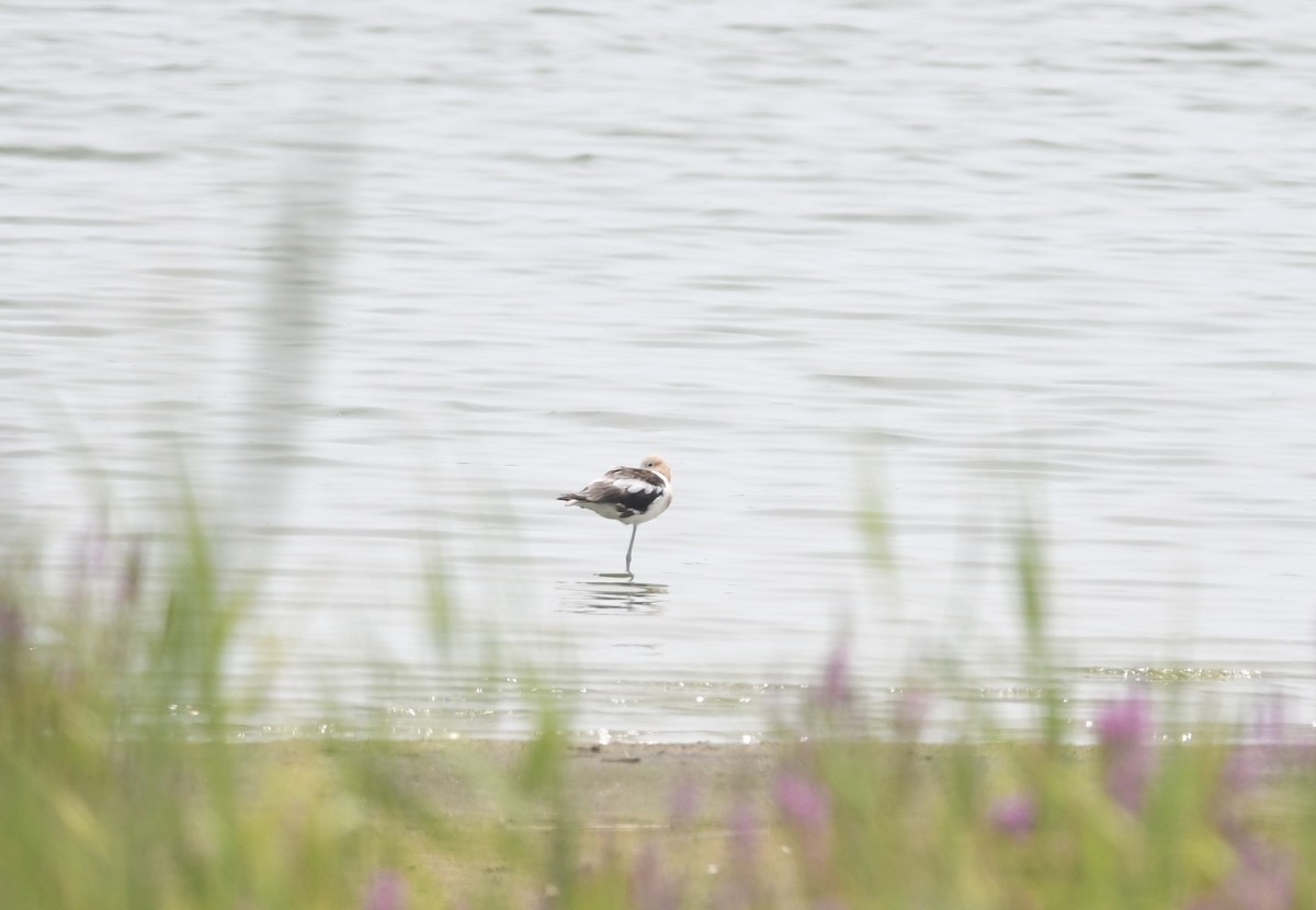 American Avocet - ML622122000