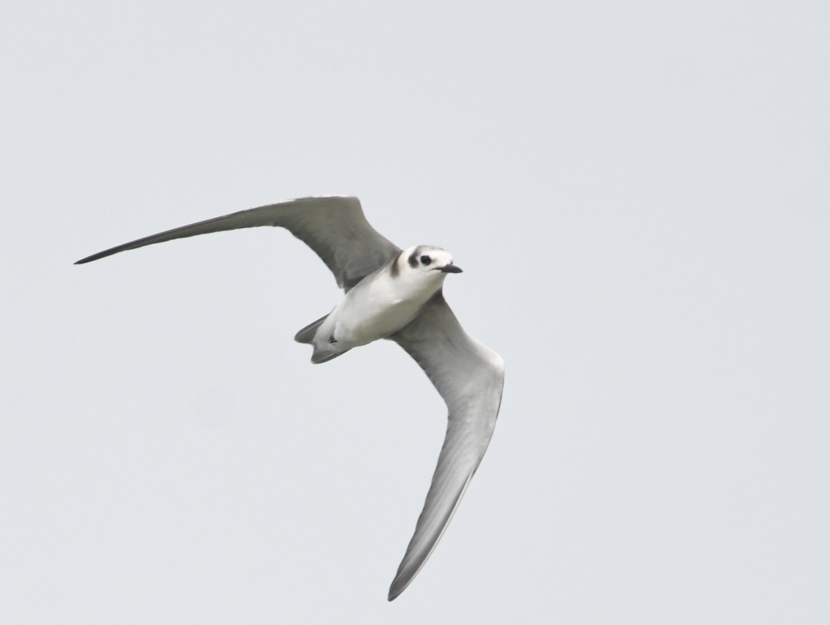 Black Tern - Peter Paul