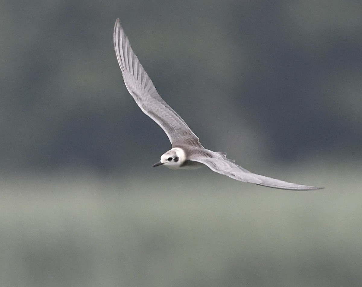 Black Tern - ML622122002