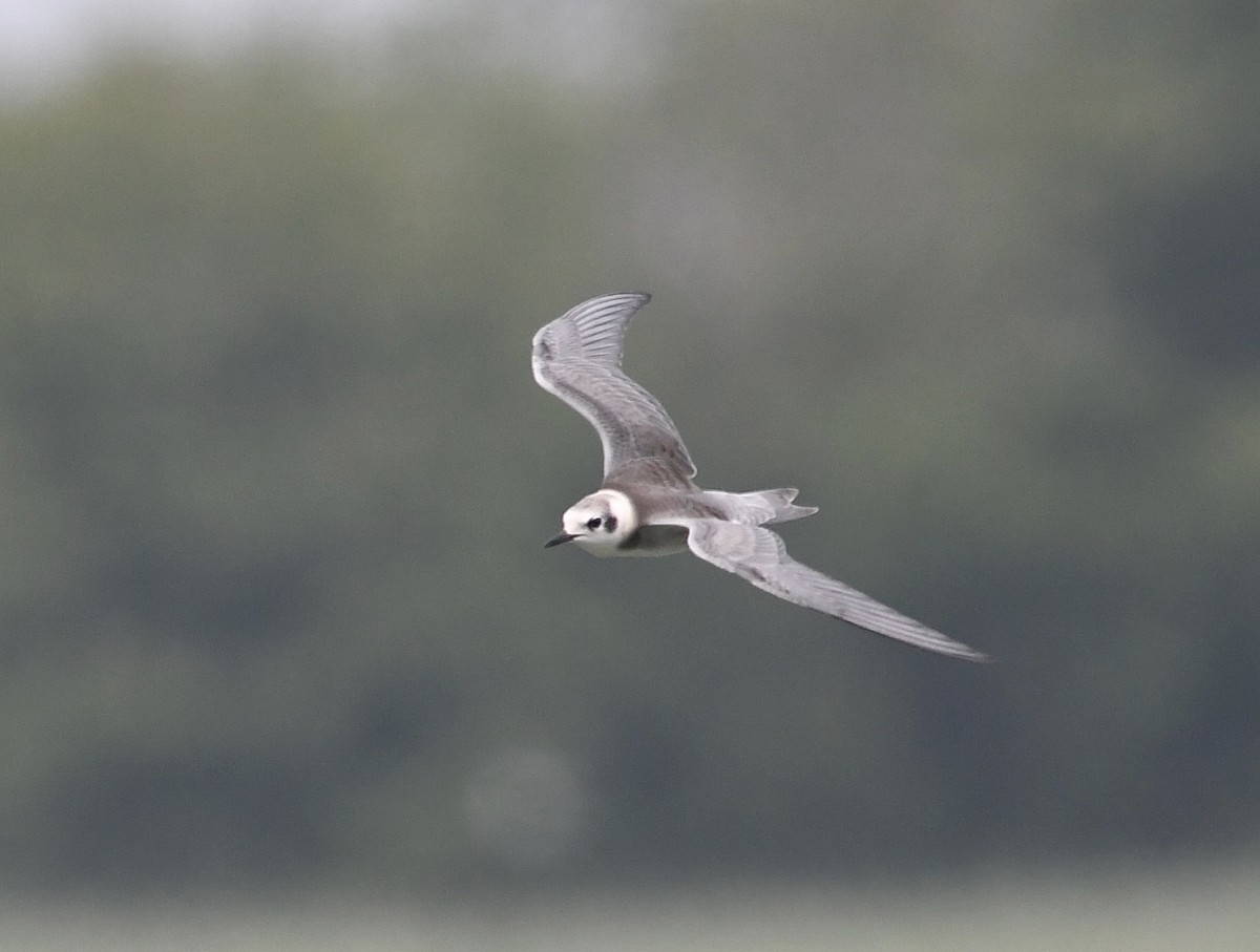 Black Tern - ML622122003