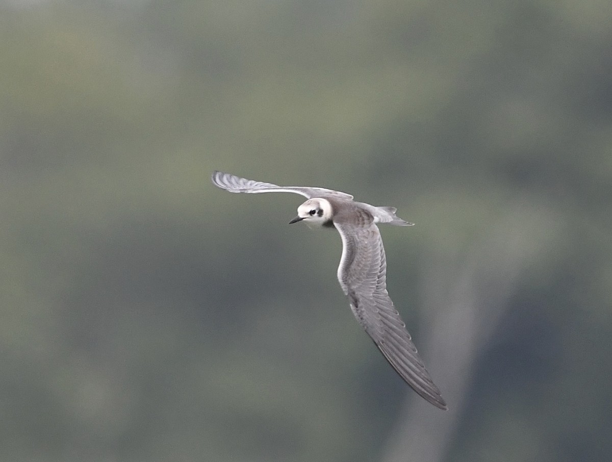 Black Tern - ML622122004