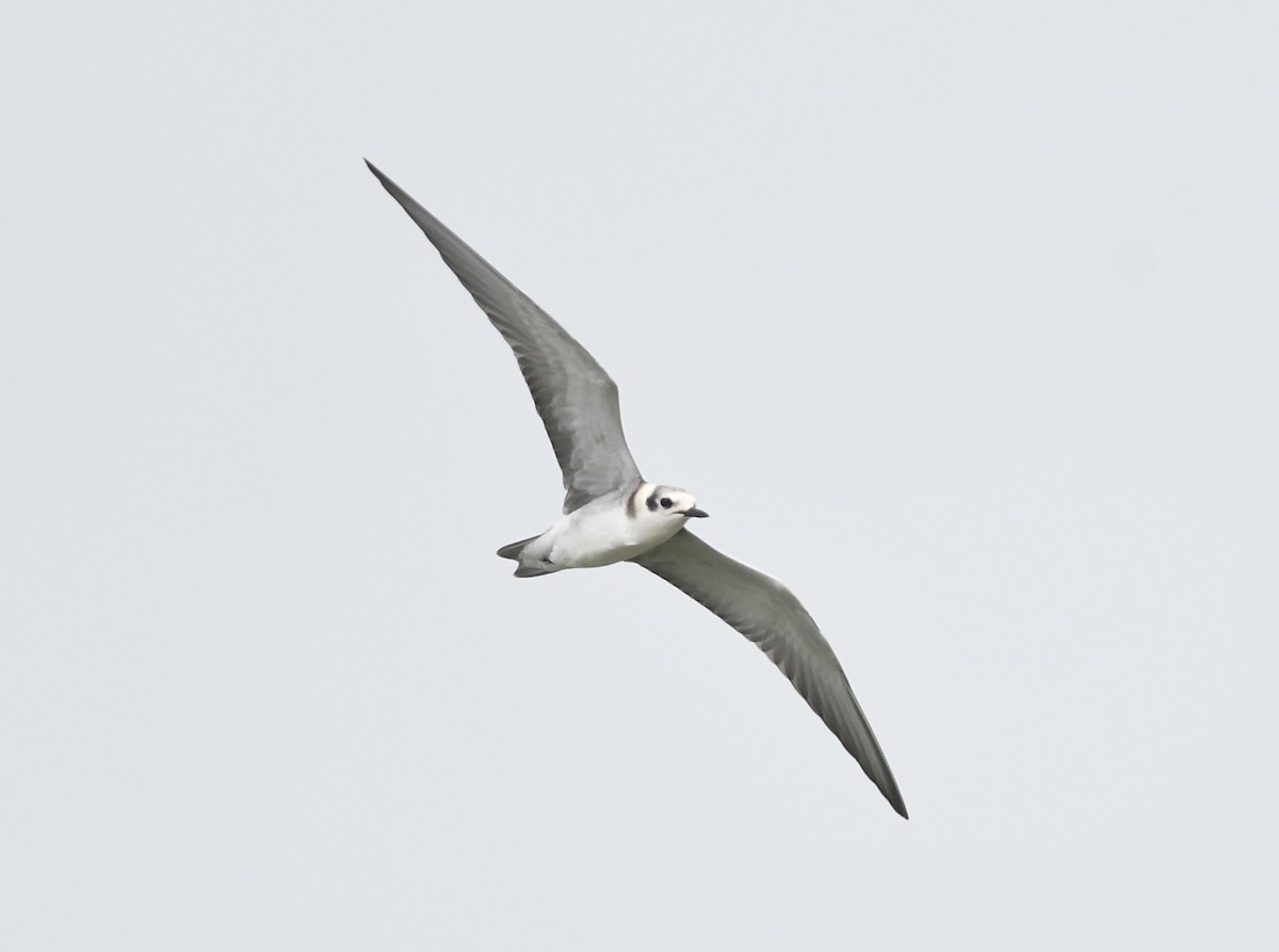 Black Tern - ML622122005