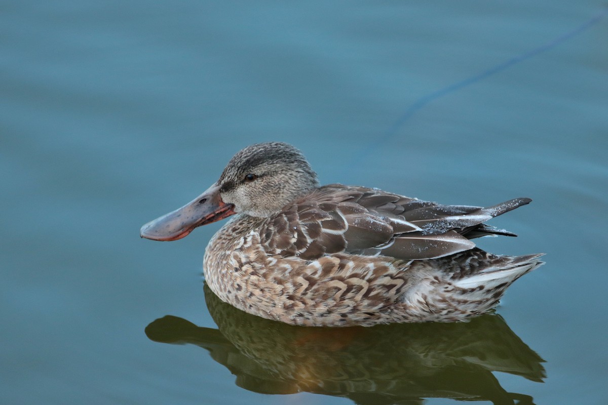 Northern Shoveler - ML622122006