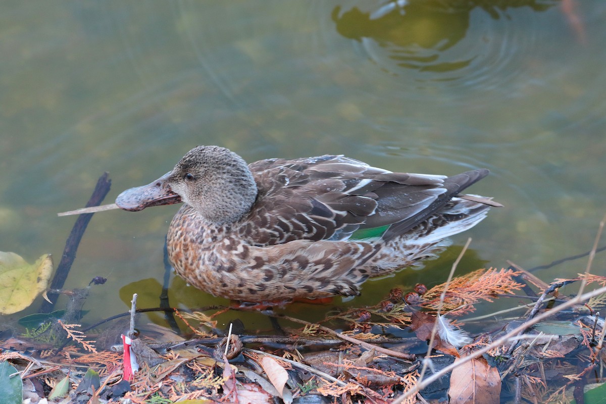 Northern Shoveler - ML622122007