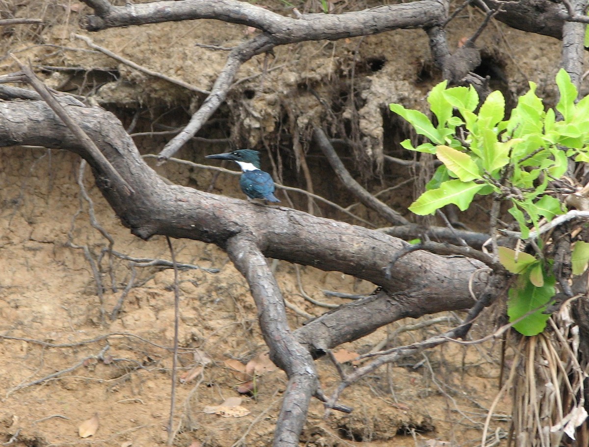 Amazon Kingfisher - ML622122008