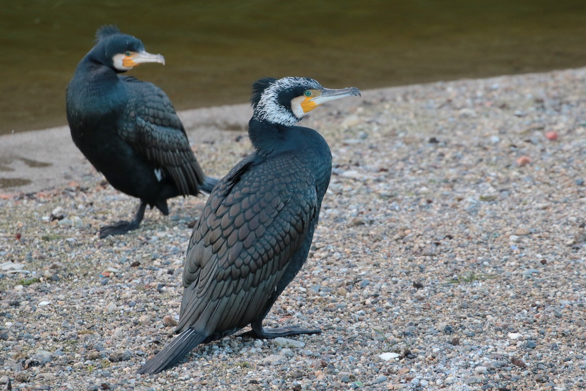 Great Cormorant - ML622122009