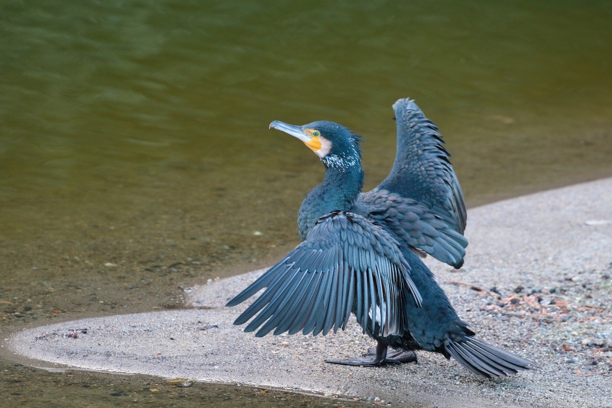 Great Cormorant - ML622122010