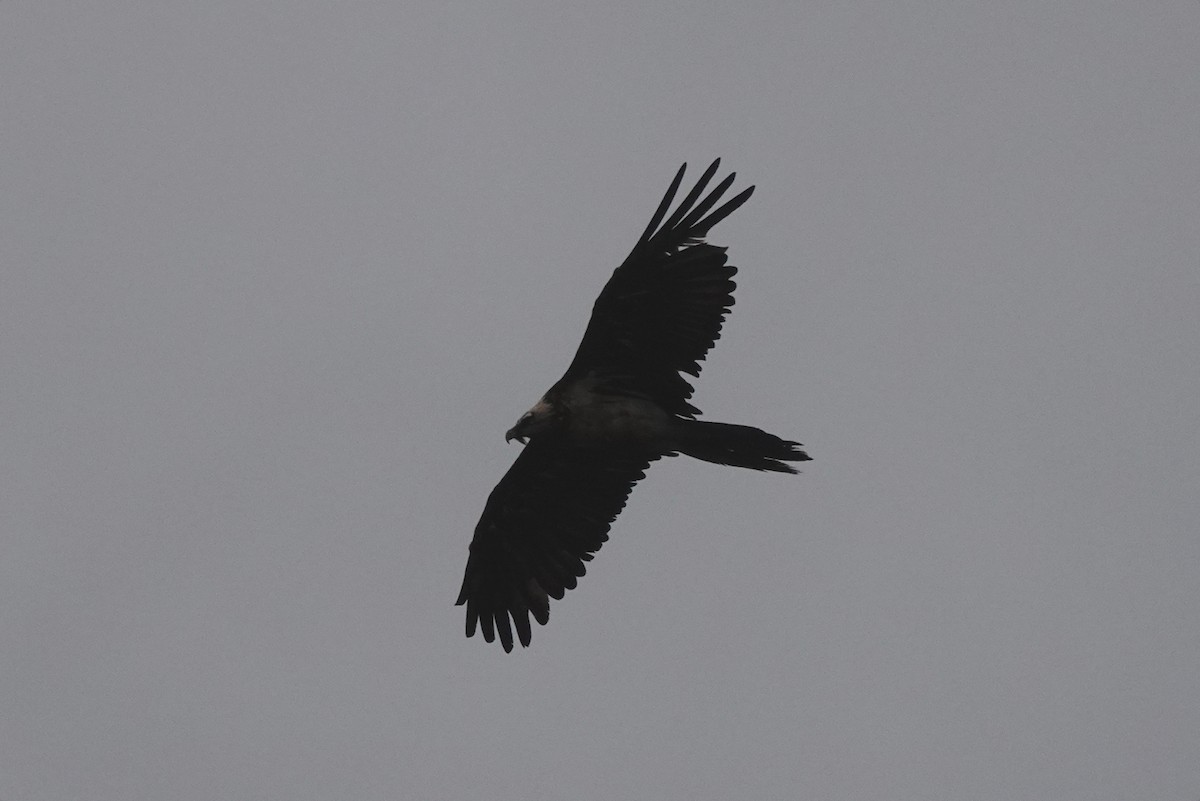 Bearded Vulture - ML622122011