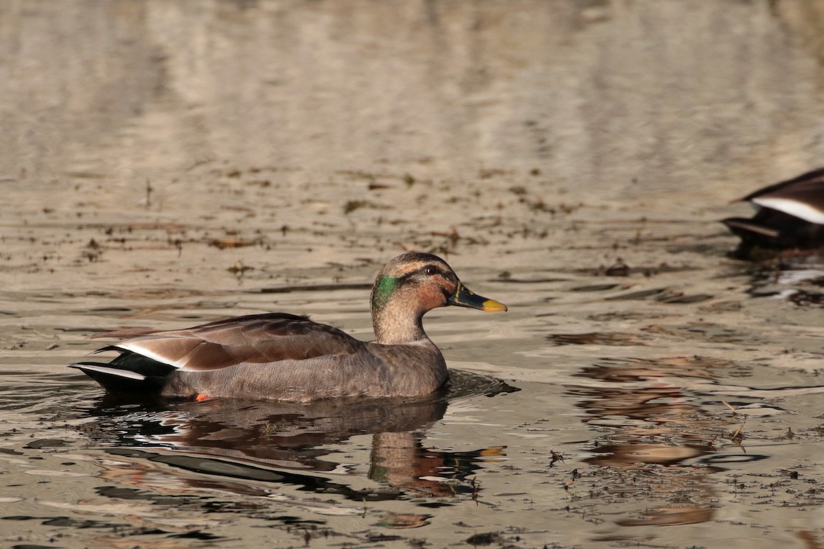 Mallard x Eastern Spot-billed Duck (hybrid) - ML622122012