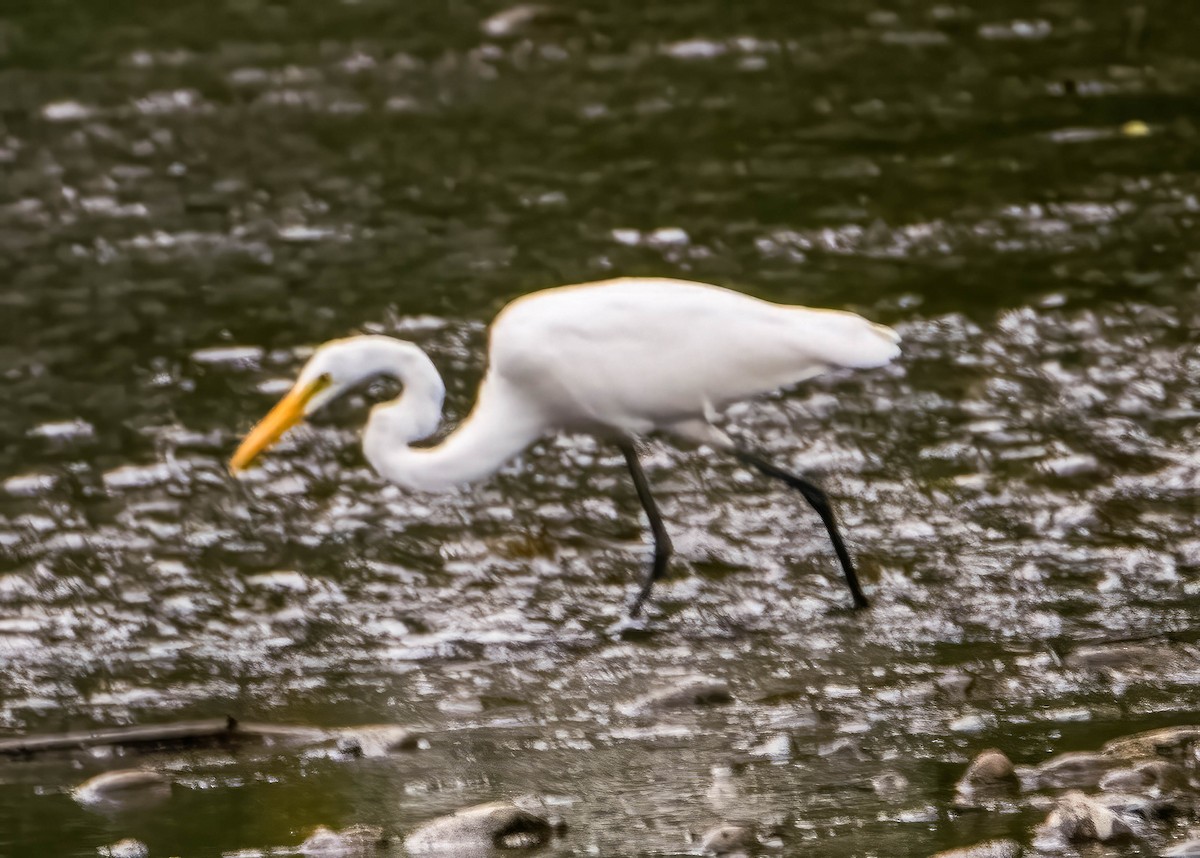 Great Egret - ML622122014