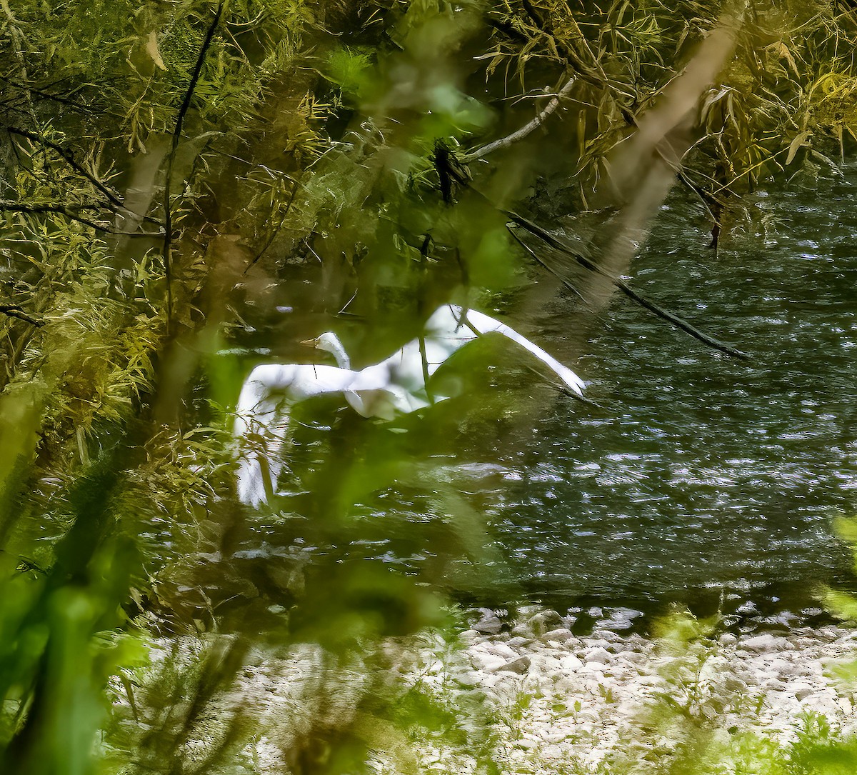 Great Egret - ML622122015