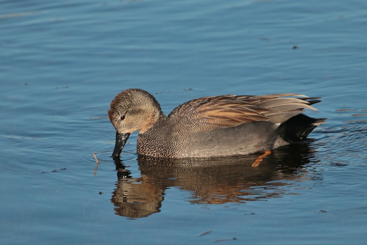 Gadwall - ML622122016