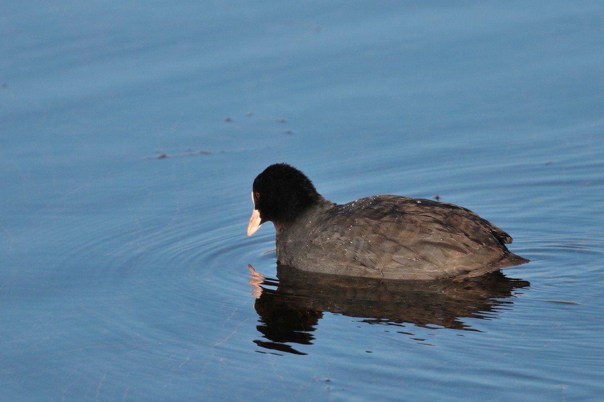 Eurasian Coot - ML622122019