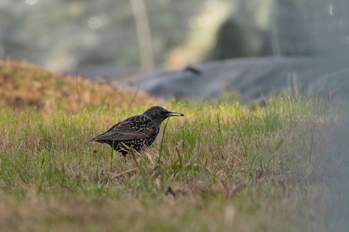 European Starling - ML622122020