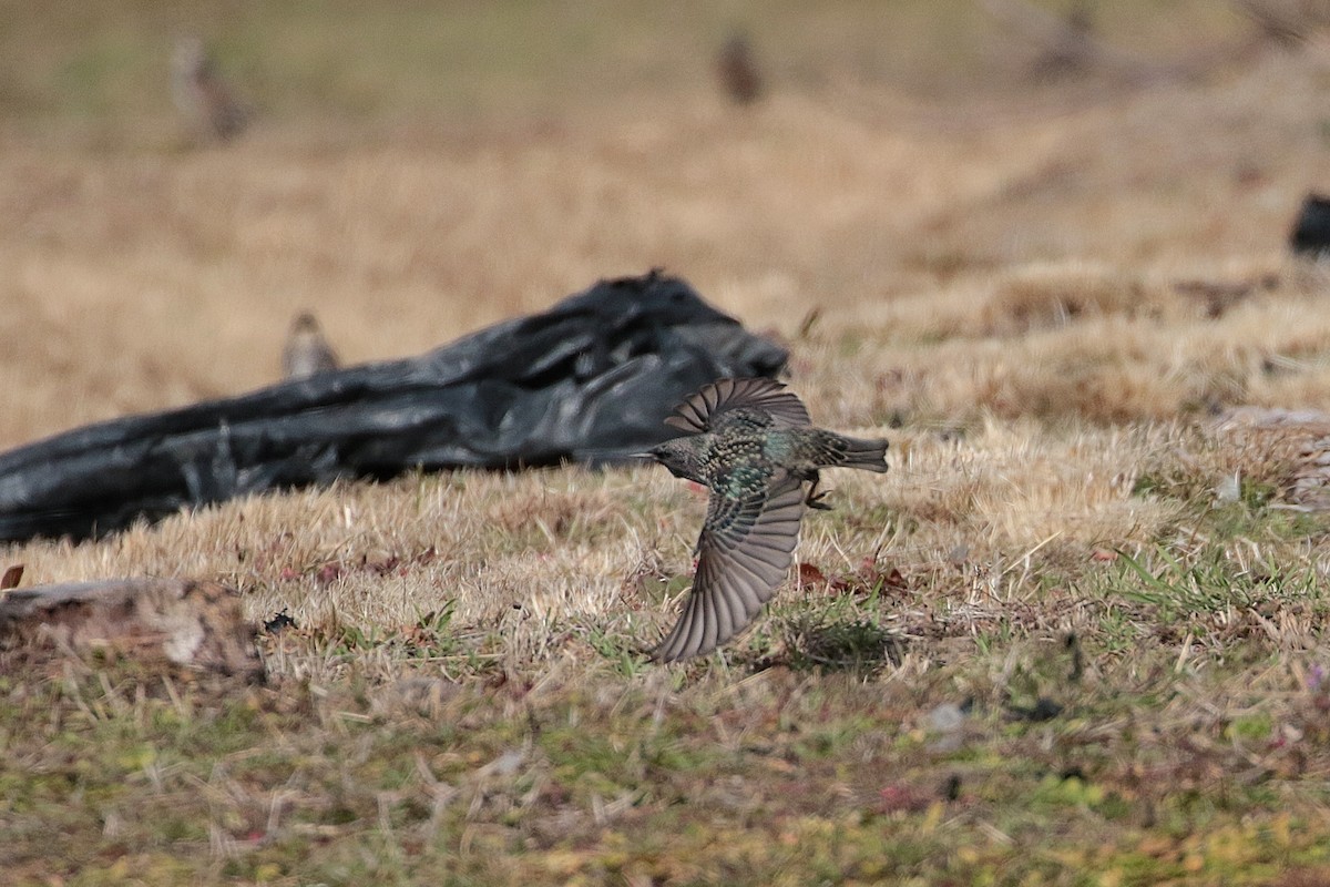 European Starling - ML622122021