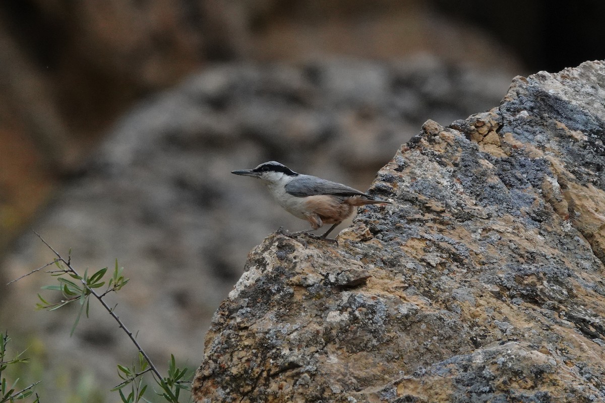 Eastern Rock Nuthatch - ML622122022