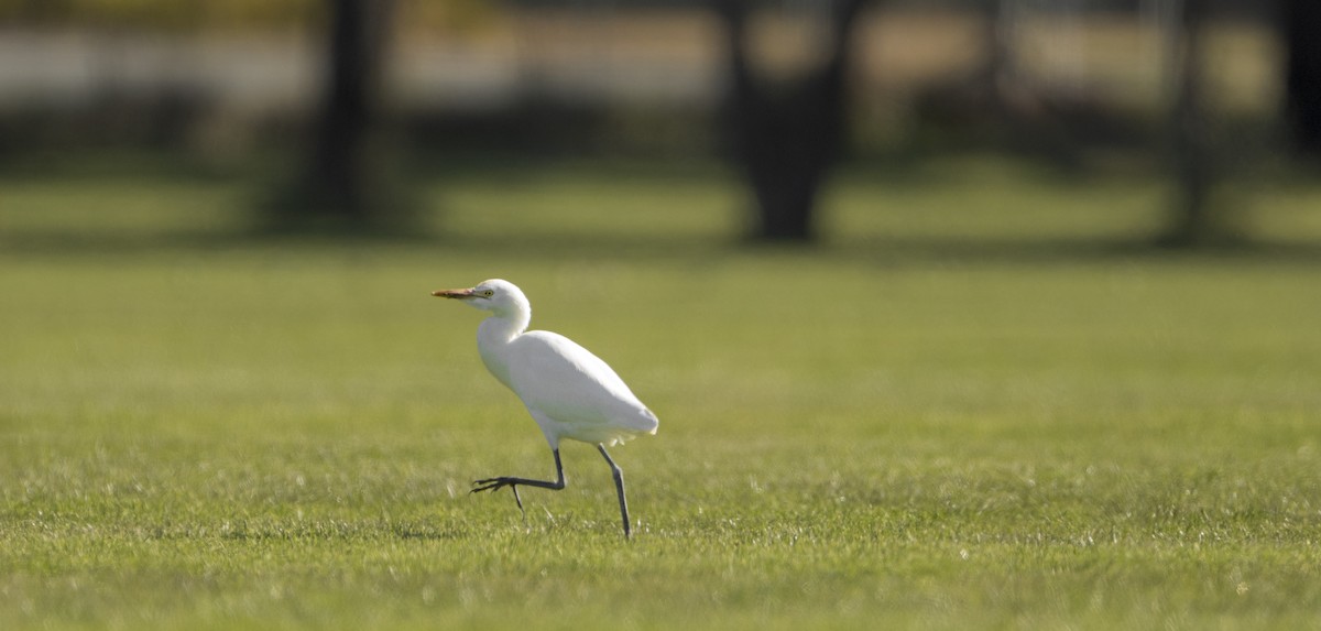 Eastern Cattle Egret - ML622122061