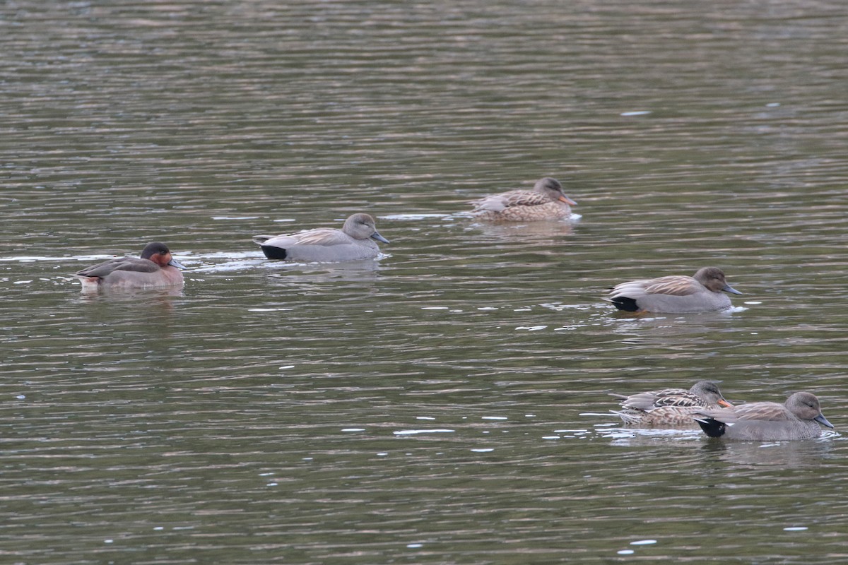 Gadwall - ML622122074