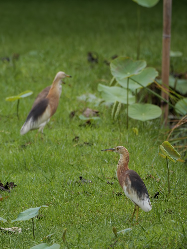 Javan Pond-Heron - ML622122082