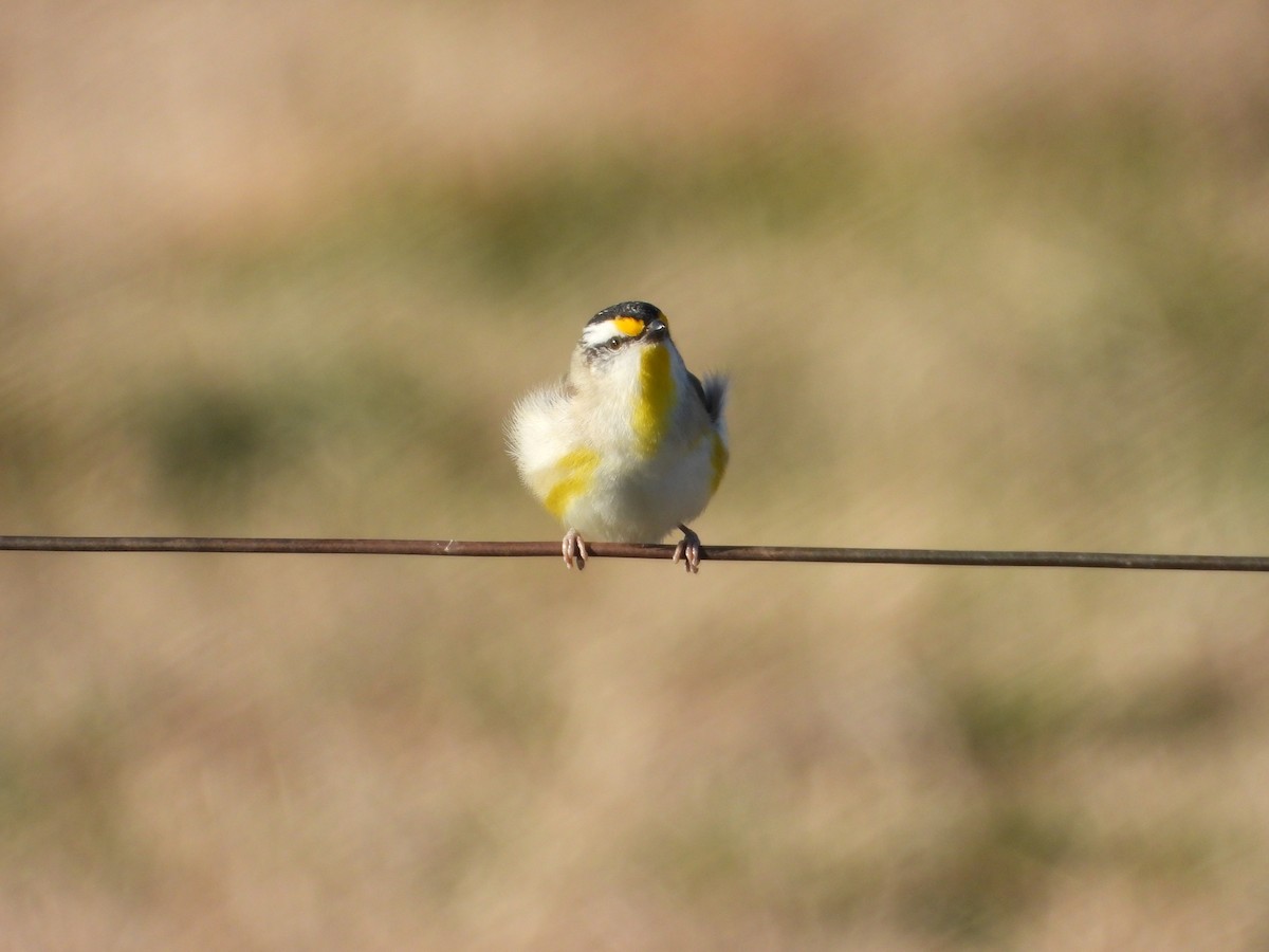 Striated Pardalote - ML622122084