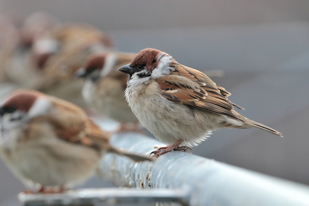 Eurasian Tree Sparrow - ML622122085
