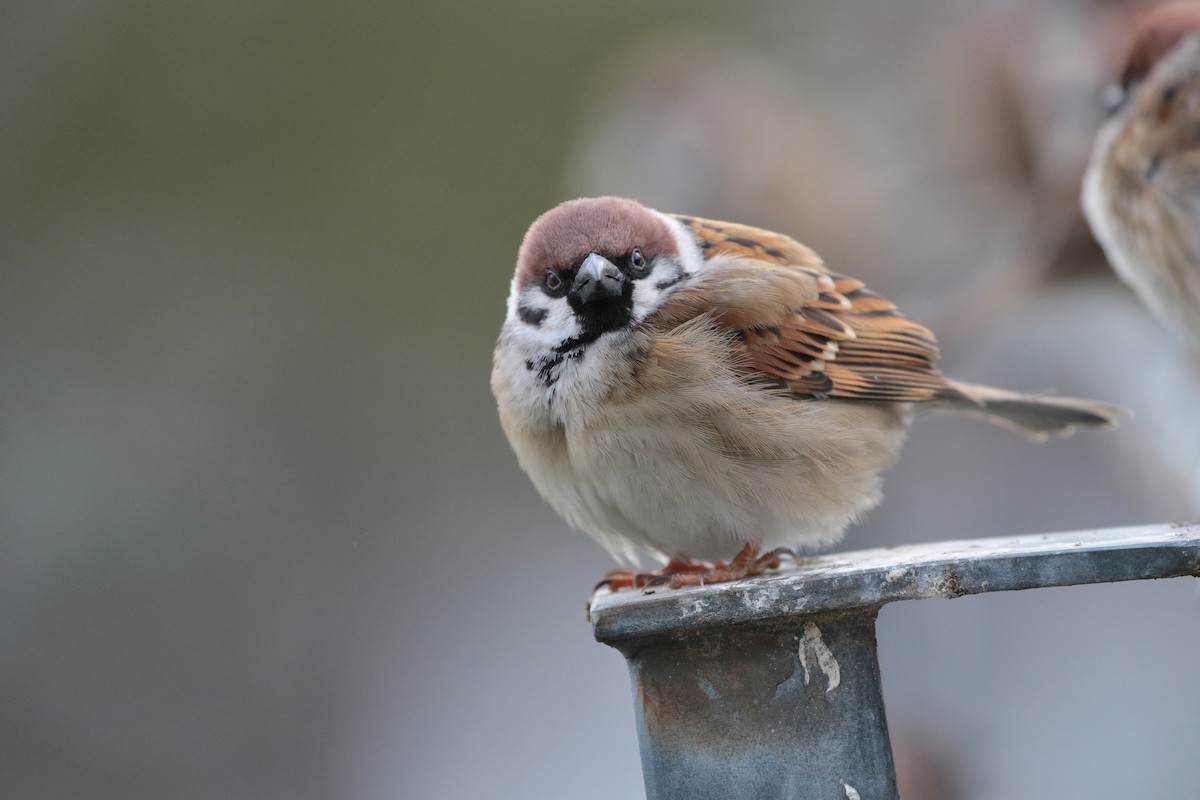 Eurasian Tree Sparrow - ML622122086