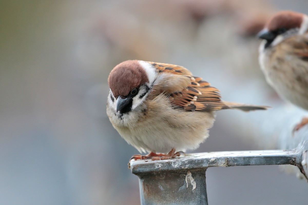 Eurasian Tree Sparrow - ML622122087