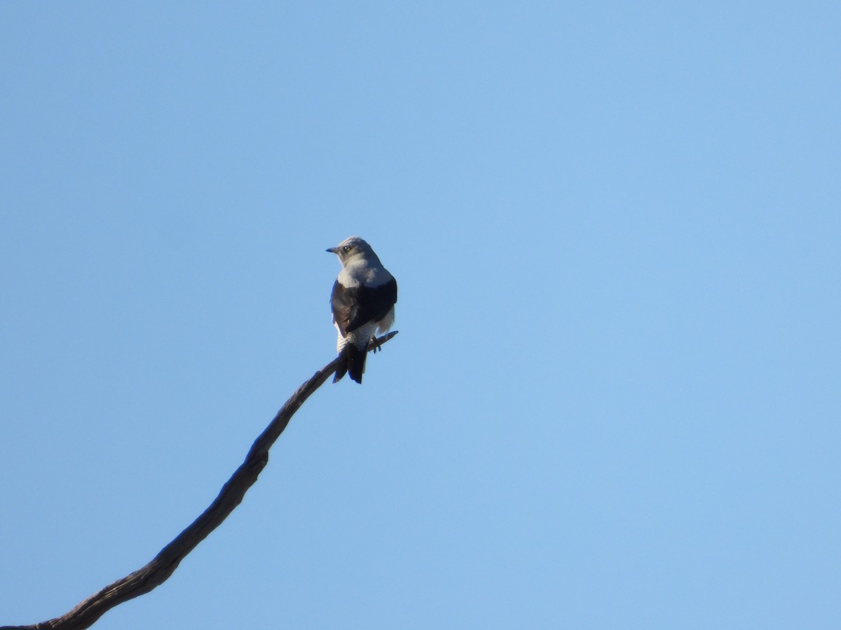 Ground Cuckooshrike - ML622122089