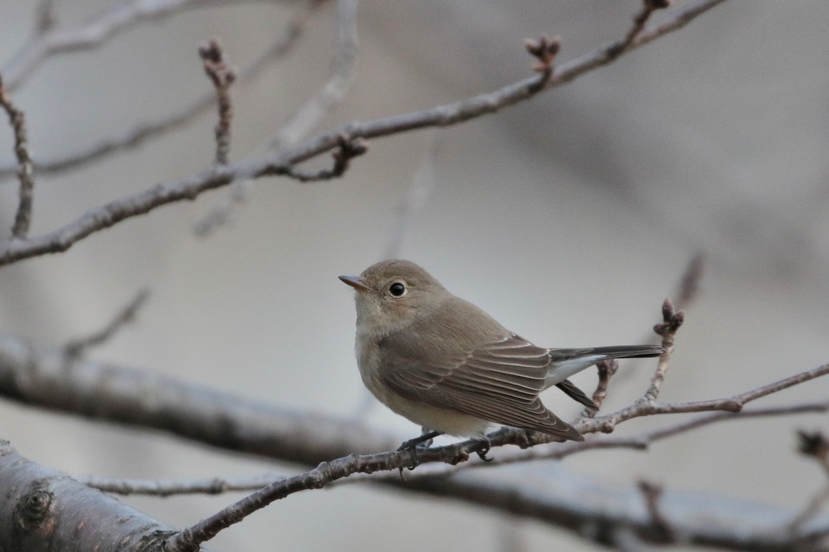 Red-breasted Flycatcher - ML622122090