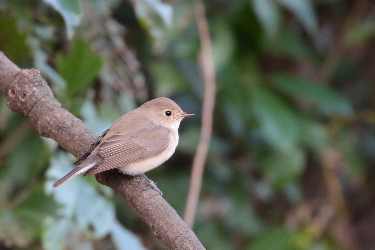 Red-breasted Flycatcher - ML622122091