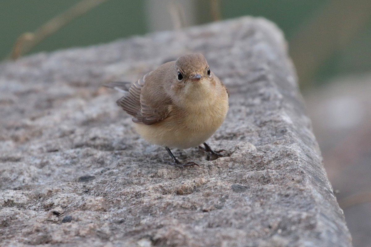 Red-breasted Flycatcher - ML622122092