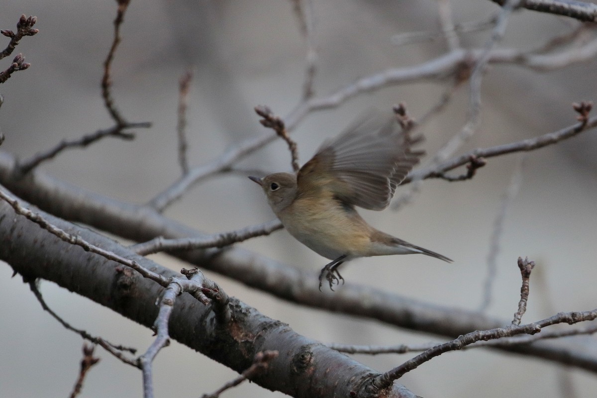 Red-breasted Flycatcher - ML622122093